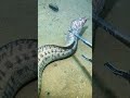 Diving Deep to Catch Seafood – Nature’s Ultimate Challenge! #Diving #Fishing #Crab#sea cucumber