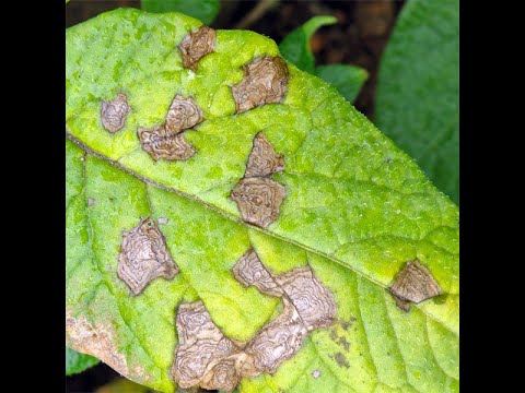 Plants Disease Diagnosis using image processing and machine learning