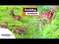 Rewilding Scotland | Full Documentary