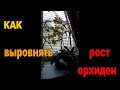 🌸🌸ПЕРЕСАДКА ОРХИДЕЙ. ПОДГОТОВКА ГРУНТА. КАК ВЫРОВНЯТЬ РОСТ ОРХИДЕИ