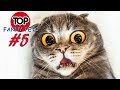 ПРИКОЛЫ 2019, ТОП СМЕШНЫХ ВИДЕО С КОТАМИ/Смешные животные/Смешные кошки/TOP FUNNY PETS #5