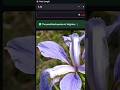 This AI can guess a flower’s species in less than 1 second🌸🤯 |#ml #AI #PythonProjects #Shorts #viral