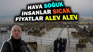 Ardahan Hayvan Pazarında PİYASA NASIL ?