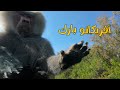 رحلة أفريكانو بارك  