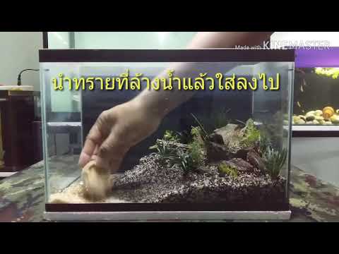 จัดตู้ปลา แบบง่ายๆ