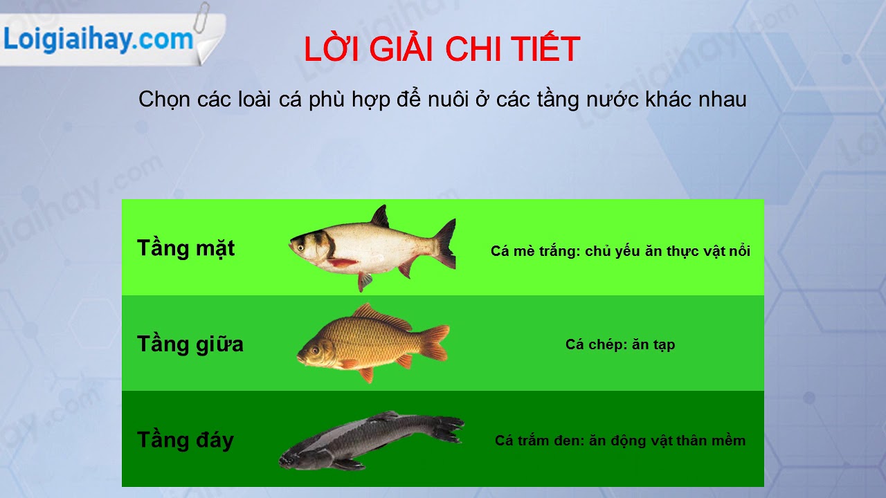 Trả lời câu hỏi số 5 Trang 180 SGK Sinh học 12 - YouTube