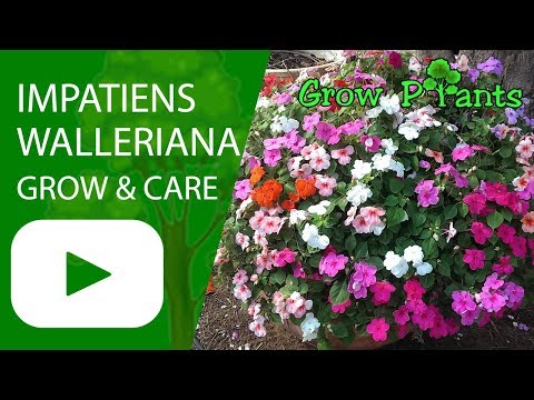 Impatiens walleriana - grow & care ( Great ground cover)