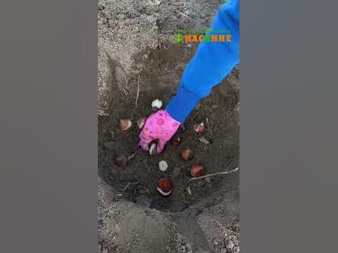 Посадка луковиц цветов слоями #shorts - YouTube