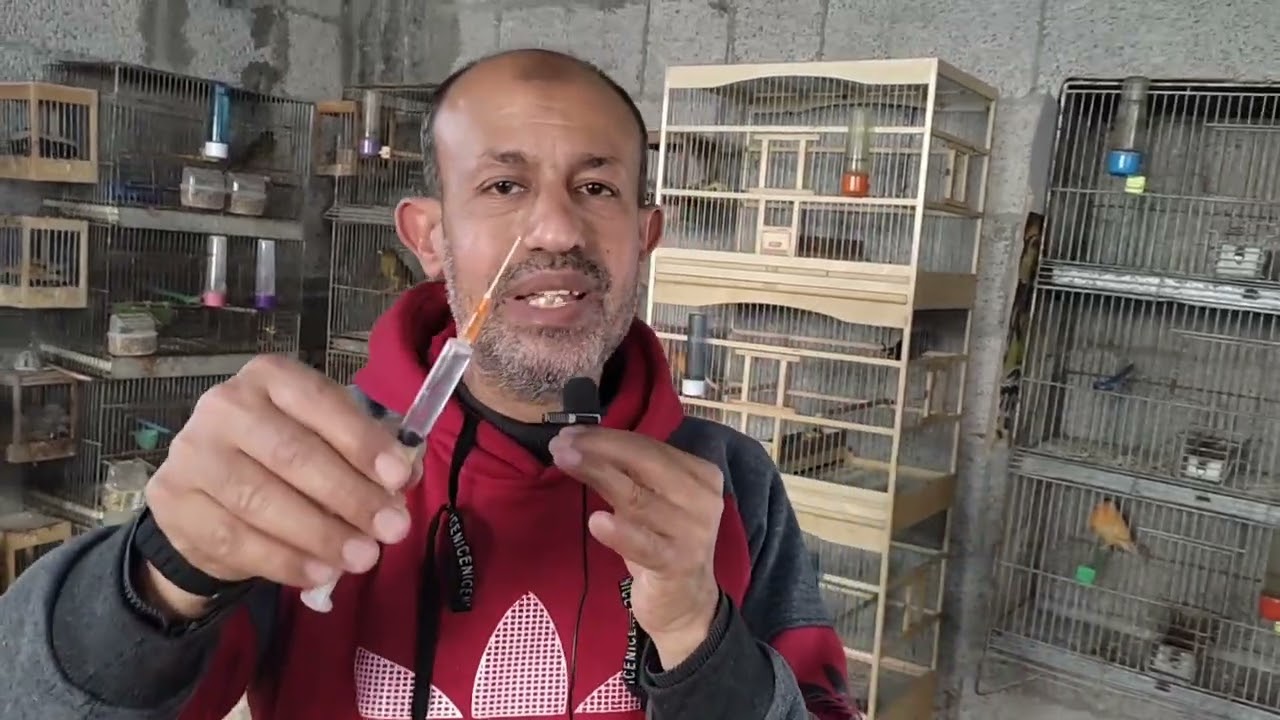 انحشار البيضة في بطن الأنثى #لاتتعجل_إخراجها_اتبع التعليمات 🌺