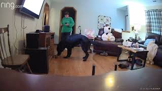 Nightly Routine With German Shepherd Puppies by Elaine Nilsson 326 views 11 months ago 1 minute, 18 seconds