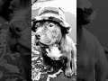 Sunday best #pitbull #like ##subscribe #americanbully #trending #tiktok #newmusic #viral #ytshorts