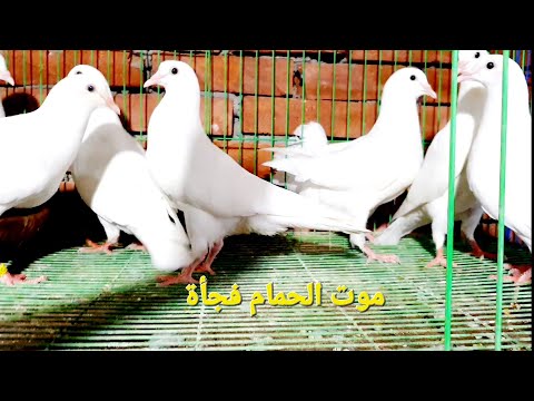 الحمام بيموت فجأة ليه