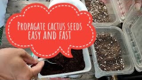 How to propagate cactus seeds easy and fast - Thu hoạch và gieo hạt Xương Rồng