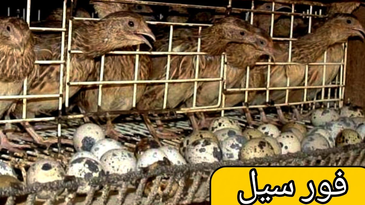 Quail Farming Producing And Collecting Thousands of Eggs Everyday Btara ...