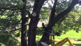 Silver Maple 10