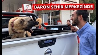 KANGAL BARON İNSANLARA SERT YÜZÜNÜ GÖSTERDİ KİMSEYE TAVİZ YOK