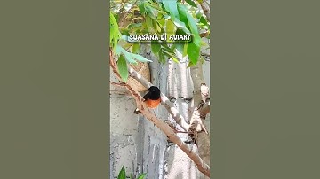 Pesona burung aviary #birds #kicaumania #burung #kicaumanianusantara #burungkicau #aviary #nature