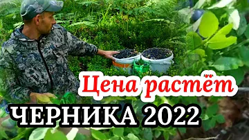 Черничный сезон 2022 в Беларуси продолжается. Цена на чернику растёт