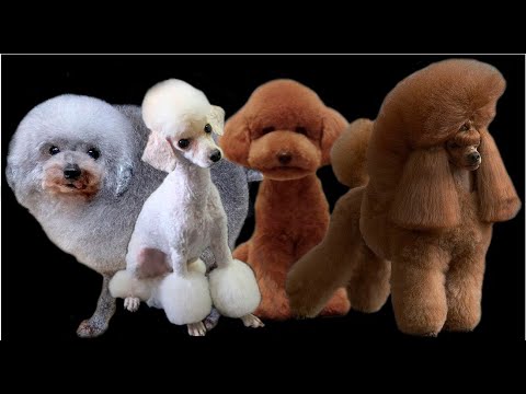 Video: Tipos de cortes de pelo para un caniche de juguete