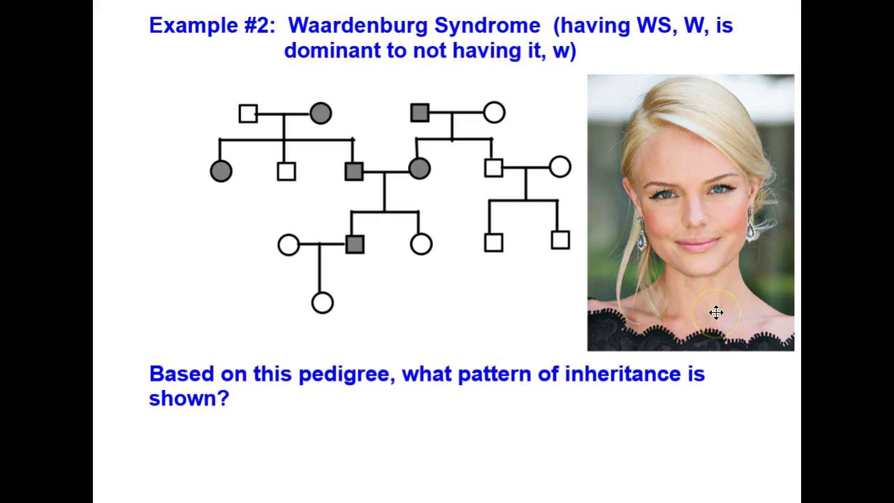 pedigree examples