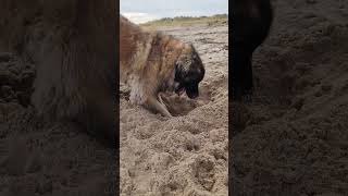FUN AND EXCITEMENT IN THE LIFE OF A LEONBERGER #leonberger #dog #beach #funny