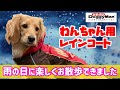 梅雨時期の必須アイテム‼️犬用レインコートで雨の日の散歩が快適になりました【ミニチュアダックスフンド】モカの気持ちNo.83