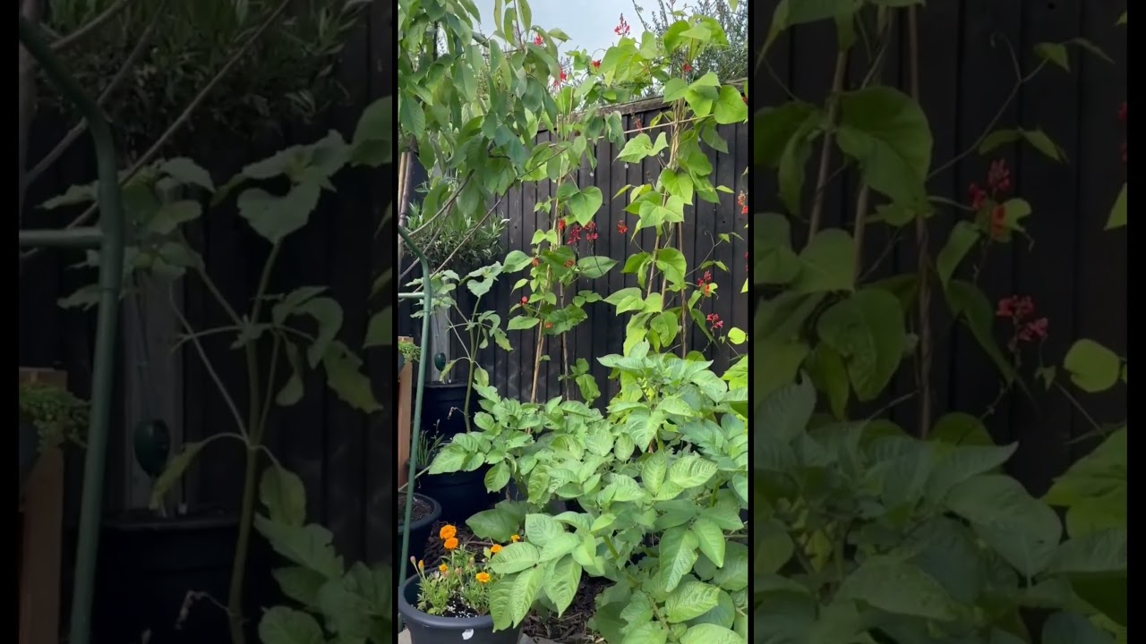 Watch Container Garden #shorts on YouTube