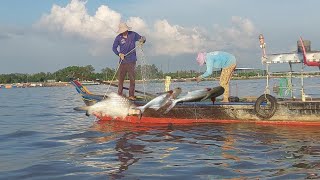 Thả Lưới  Sông tiền kiếm vài triệu mỗi ngày vào Mùa Này Dính Toàn Cá Khủng @sang-mat-hi