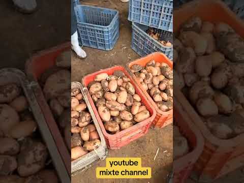 What S Wrong With Potatoes Poor Quality Moroccan Potatoes