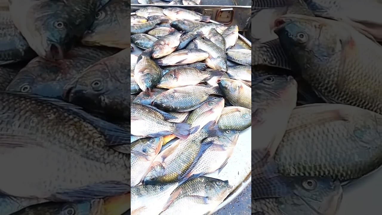 Most Common Fish In Southeast asia