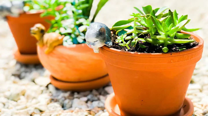Making a DIY Homeschool Succulent Planter for Homeschool 🌿