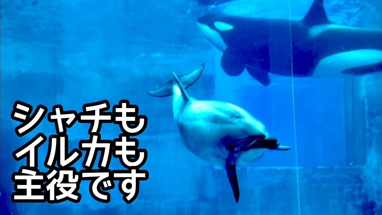 シャチのリンちゃんとイルカたち どちらもお客さんに人気があります