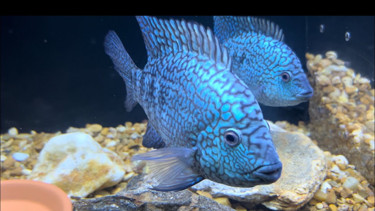 Carpintis Cichlid Escondido The Blue Nuggets Are some Amazing Fish ...