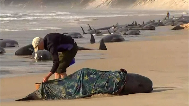 Hundreds of whales are stranded on the coast of Tasmania