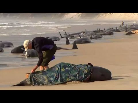 Hundreds of whales are stranded on the coast of Tasmania