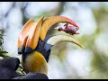 Great Hornbill tosses & eats chick | Hornbill behaviour First ever record | Tragic end of bird chick