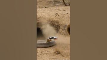 Epic Battle: Mongoose vs Cobra – Survival in the Wild! 🐍🔥 #animalfight  #wildlifebattle