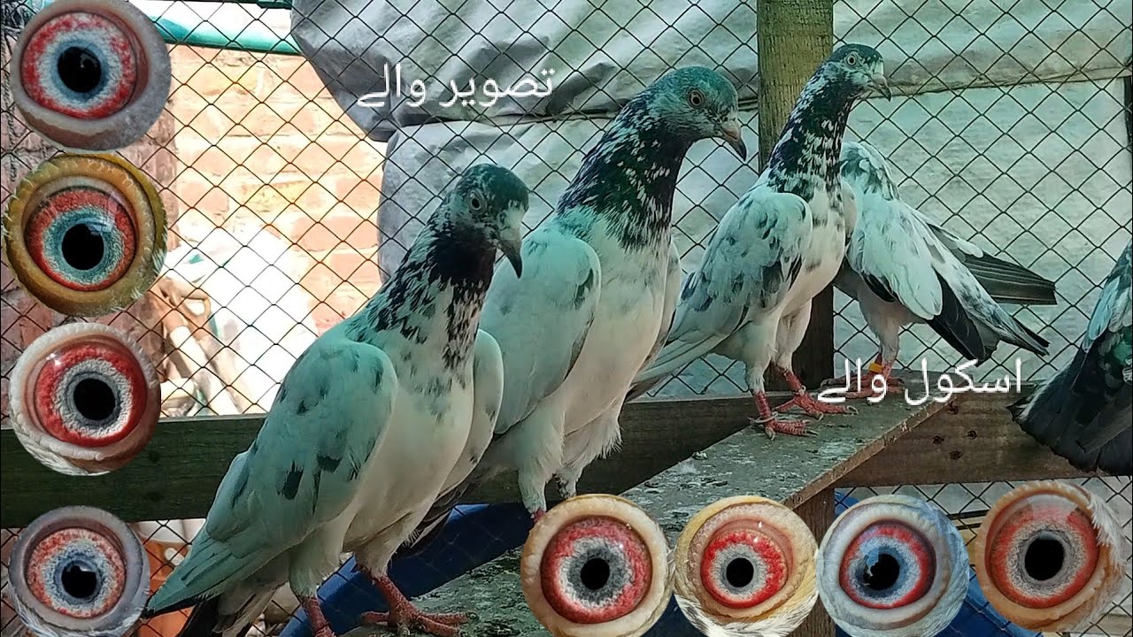 اپنے گھر سے پیور اسکول والےتصویر والے جوڑوں کا شوق اور انکا رزلٹ - YouTube