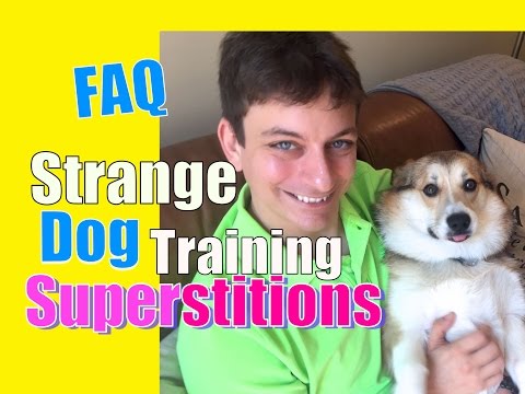 do-you-believe-these-2-common-dog-training-superstitions?-faq