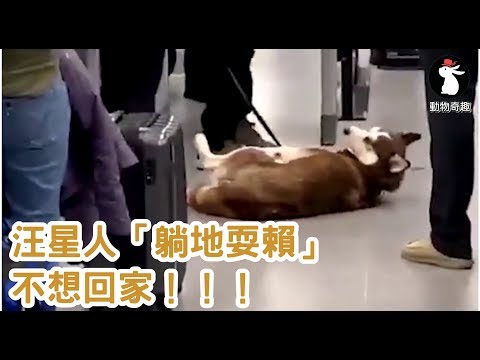 吼這裡有路霸～汪星人「躺地耍賴」被強制帶離：來人救狗喔！