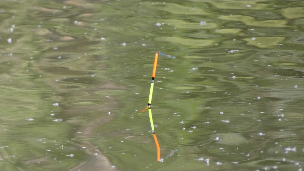 ŁOWIENIE RYB NA SPŁAWIK - LESZCZ,KARP WAKACYJNY WYPAD NA RYBY 