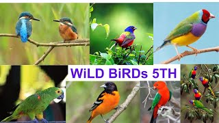 Wild Birds 5TH ।। Colorful Birds ।। Nature.