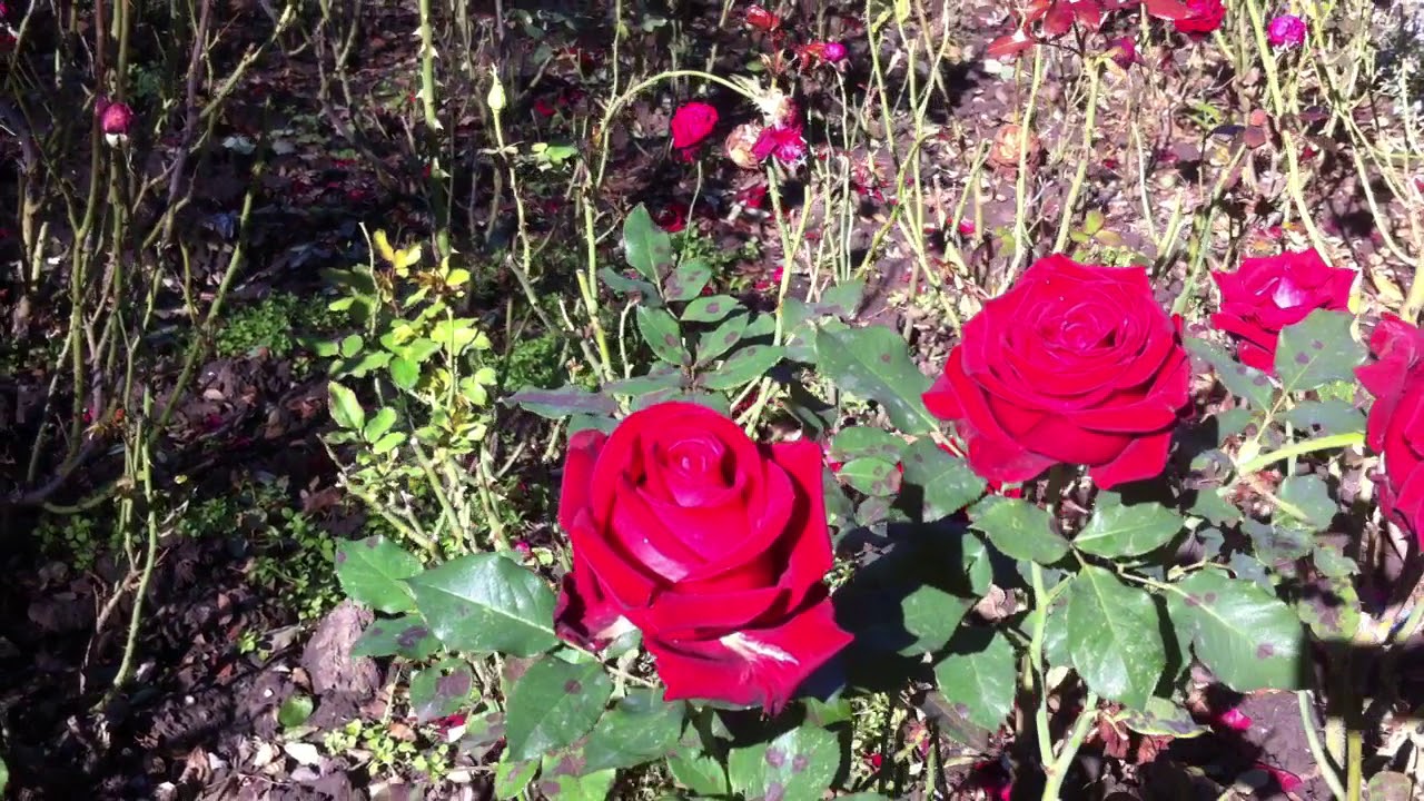 Краснодарские розы. Дом с розой Краснодар. Розы Краснодара как сейчас выглядят. Розы краснодарского края кущевское