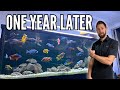 The growth  evolution of the 6ft 135g cichlid tank