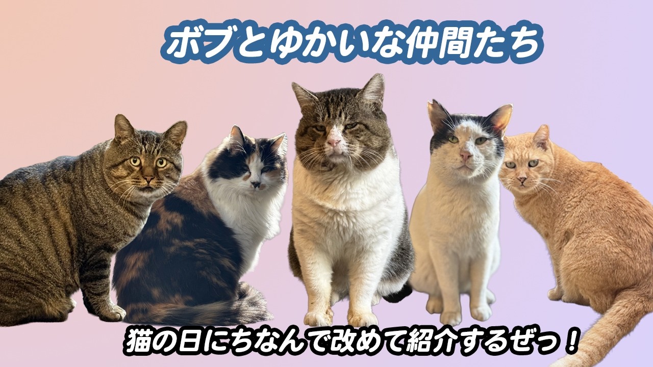猫の日にちなんで、ボブとゆかいな仲間たちを紹介♡