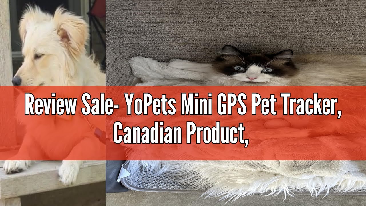 Review Sale- YoPets Mini GPS Pet Tracker, Canadian Product, Unlimited Range, Real Time Location Find