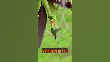 10 interesting facts about hummingbirds.