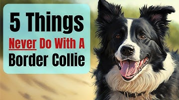 NEVER Do These 5 Things With Your Collie