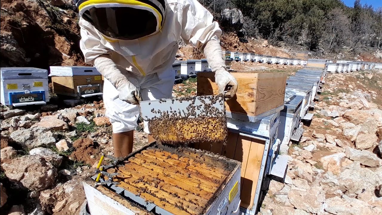 MART AYINDA ARIYA KAT ATMA#ARIYA KAT NASIL ATILIR?#HIZLI ARI GELİŞTİRME#ARIYI HIZLI KATA CIKARMA#ARI