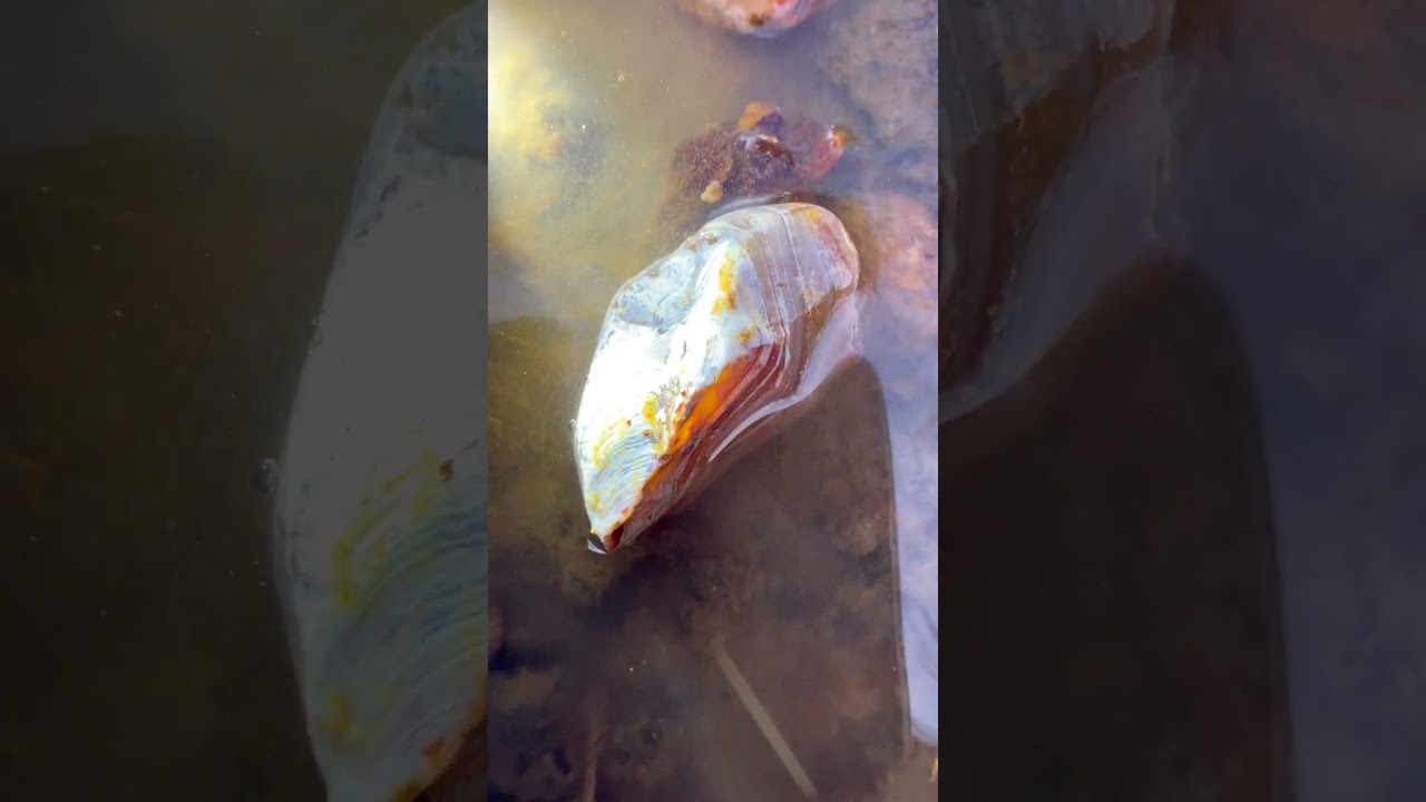 Finding Natural Carnelian Agate Gemstone In River Near The Mountain  
